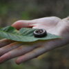 Snail on Leaf