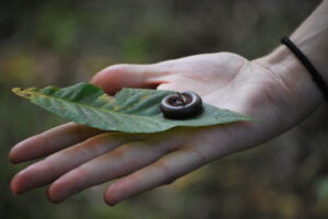 Snail on Leaf