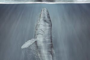 Moby Dick