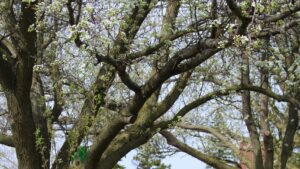 Spring on Campus